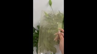 এমবেডেড মেটাল ডেকোর মেশ সহ ক্লিয়ার গ্লাসের অন-সাইট শট